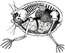 P00263