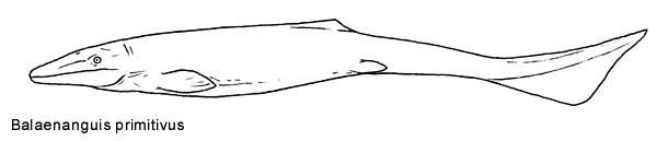 Balaenanguis