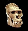 SKullKOng