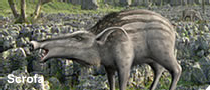 Scrofa