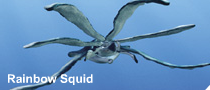 Rainbow squid