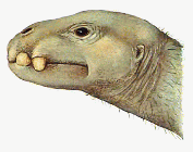 Ghole head