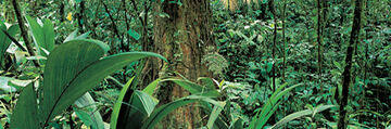 Antarctic Tropical Rainforest Speculative Evolution Wiki - 