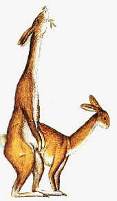 Hopping rabbucks