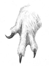 Polarmanus