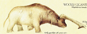 Woolly gigantelope summer