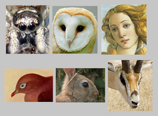 Eye position
