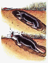 Tusked mole