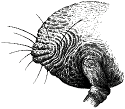 Vacuumorph sealed
