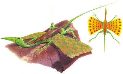 Scaly Glider