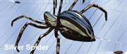 Silver spider sitting