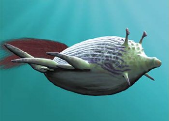 Reef glider