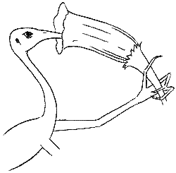 Gimp feeding