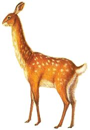 Common rabbuck