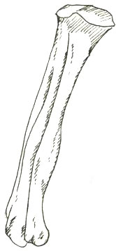 Metatarsus