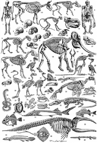 Skeletons