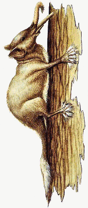 Tree Drummer