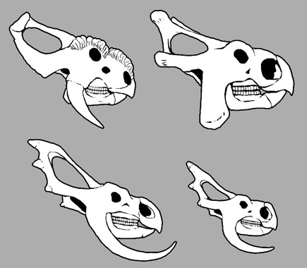 Skulls-0