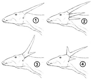 Sauroheads