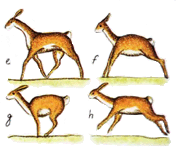 Running rabbuck movement