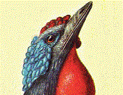 Fowl head