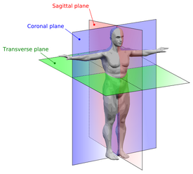 Anatomical Planes
