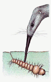 Pfrit Snout