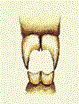 Predator rat front teeth