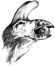 Crackbeak 2