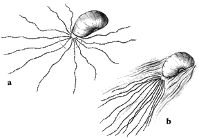 Kraken 3