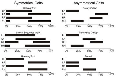 Gait graphs