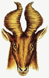 Ancestral hornhead