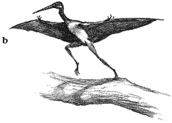 Shorerunner 2