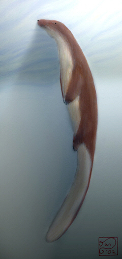 Rhoan selkie