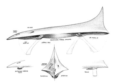 Jetdarter Anatomy