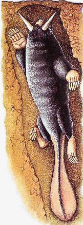 Tusked Mole