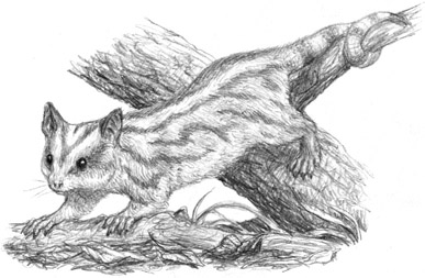 Nekopossum