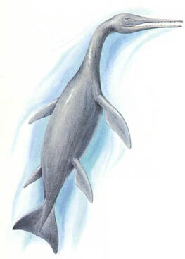 Pelorus