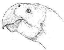 Spec Dinosauria: Oviraptorosauria | Speculative Evolution Wiki | FANDOM ...