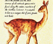 Mountain rabbuck
