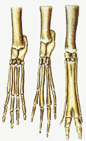 Lagomorph foot bones