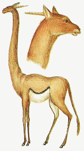 Long-necked Yippa