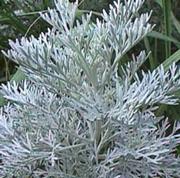 Wormwood1