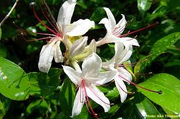 Honeysuckle