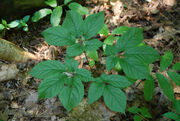 Gingseng