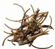 African Dream Root