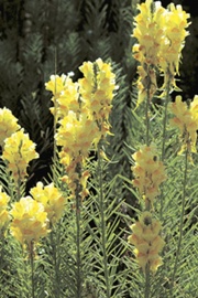 Yellow Toadflax