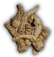 Angelica root