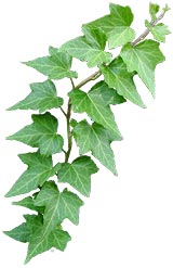 Ivy-cutout2