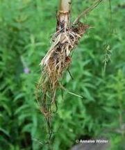 Hemlockroot